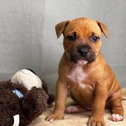 Pink Collar Female - Red female American Pit Bull Terrier puppy in Pensacola, Florida from Alpha Alliance Kennels