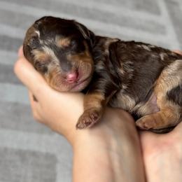 Chocolate merle phantom abstract - Chocolate merle male Bernedoodle puppy in Spring, Texas from At The Cross Kennel