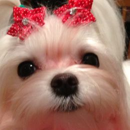 Maltese from Shari's Maltese