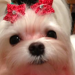Maltese from Shari's Maltese