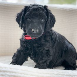Vader - Phantom male Poodle puppy in Berthoud, Colorado from Yellow Dog Farm