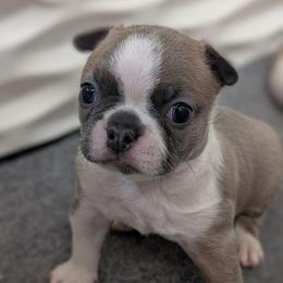 Blue fawn female - Fawn female Boston Terrier puppy in Oak Hills, California from All American Boston Terriers