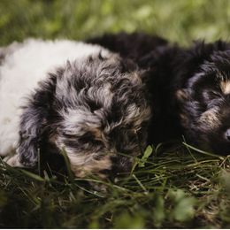 Aussiedoodle Puppies from Olive Tree Mini Aussiedoodles
