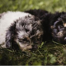 Aussiedoodle Puppies from Olive Tree Mini Aussiedoodles