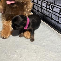 Girl with 'Pink Collar' - Black and tan female Brussels Griffon puppy in Grove, Oklahoma from Critter918