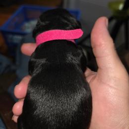 Girl 1 - female Cocker Spaniel puppy in Wake Forest, North Carolina from Classy Cockers of Wake Forest