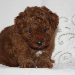 Australian Shepherd, Goldendoodle, and Poodle Puppies from 5AFarms