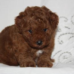 Australian Shepherd, Goldendoodle, and Poodle Puppies from 5AFarms