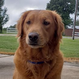 Sadie - Golden Retriever
