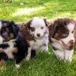 Miniature American Shepherd and Miniature Australian Shepherd Puppies from Bellewynd Acres