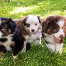 Miniature American Shepherd and Miniature Australian Shepherd Puppies from Bellewynd Acres