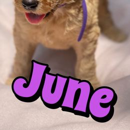 Cockapoo, Goldendoodle, and Poodle Puppies from Mason Farmhouse Poodles, Doodles & Poos (Breeding & Stud Services)