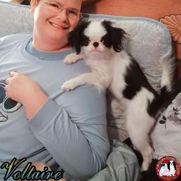 Japanese Chin Puppies from Mystike Japanese Chin