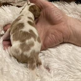 Cavalier King Charles Spaniel Puppies from Mystic Cavaliers & Cavapoos