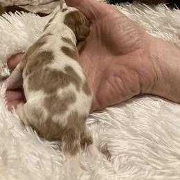 Cavalier King Charles Spaniel Puppies from Mystic Cavaliers & Cavapoos