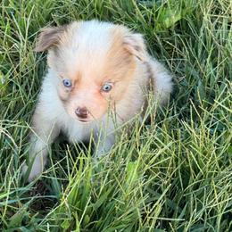 Giggle - Red merle female Miniature Australian Shepherd puppy in Stuart, Iowa from Arbor Hill Aussies
