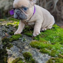 French Bulldog Puppies from Bleu Rock French Bulldogs