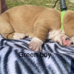 Basset Hound Puppies from 4D Farms