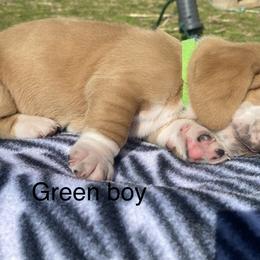 Basset Hound Puppies from 4D Farms