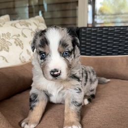 Wrangler - Blue merle male Miniature Australian Shepherd puppy in Queen Creek, Arizona from Arizona Aussies