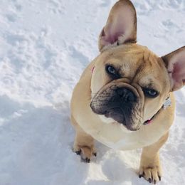 French Bulldogs from Great Northern French Bulldogs