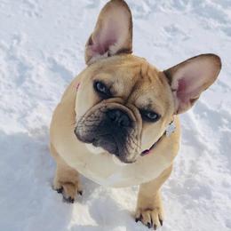 French Bulldogs from Great Northern French Bulldogs