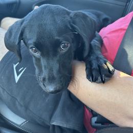 Labrador Retriever Puppies from Valley Creek Dog Boarding and Training