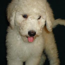 Goldendoodles from Love Our Doodles