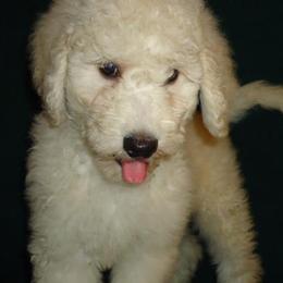 Goldendoodles from Love Our Doodles