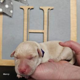 Marcy - Yellow female Labrador Retriever puppy in Macomb, Missouri from Hicks Family Homestead