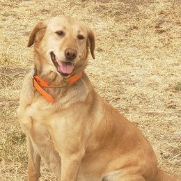 Labrador Retriever All Grown Up from Shade Tree Kennels LLC