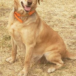 Labrador Retriever All Grown Up from Shade Tree Kennels LLC