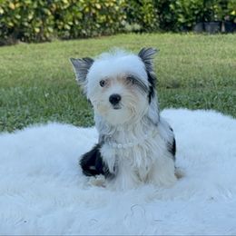 Enzo - Parti male Yorkshire Terrier puppy in Naples, Florida from 🤎 Dreaming Puppies 🐶