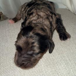 Gilligan - Blue merle male Bernedoodle puppy in Irmo, South Carolina from Kava Kennels