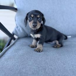 Pink girl - Black and tan female Dachshund puppy in Wray, Georgia from Cotton Hill Dachshunds