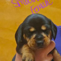 Dorothy - Black and tan female Dachshund puppy in Fruita, Colorado from 3 B's Breeding