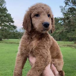 Goldendoodles from E&S Goldendoodles