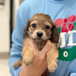 Gabrielle - Red female Dachshund puppy in Richmond, Virginia from Irresistible Dachshunds