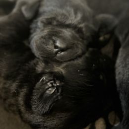 Labrador Retriever Puppies from Lookout Mountain Labrador Retrievers