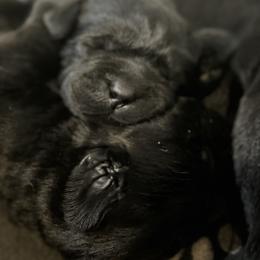 Labrador Retriever Puppies from Lookout Mountain Labrador Retrievers