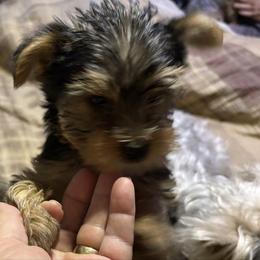 Maximus - Black and gold male Yorkshire Terrier puppy in Phoenix, Arizona from Coursey’s Yorkies