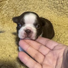 Freddy - Seal and white male Boston Terrier puppy in Wellington, Ohio from Twist of Faith Farms