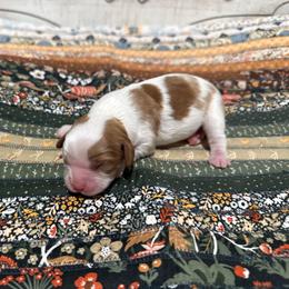 Girl 1 - Blenheim female Cavalier King Charles Spaniel puppy in Spanaway, Washington from Roy-alty Cavaliers