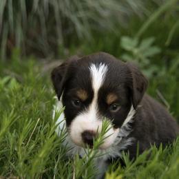 Ariel - Red tri female Miniature Australian Shepherd puppy in Fairview, South Dakota from Dakota Toy Aussies