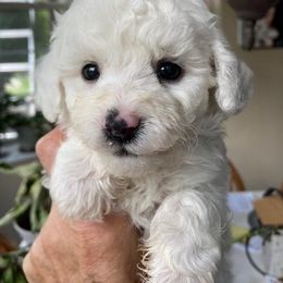 Puppy - White male Bichon Frise puppy in Greenville, South Carolina from Almaza Bichons