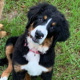 Bernese Mountain Dogs, Cavalier King Charles Spaniels, and Golden Retrievers from Red Sky Goldens, Bernese, and Cavaliers