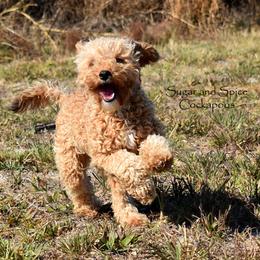Vicki - Cockapoo