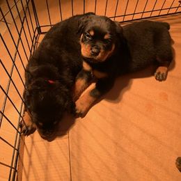 Rottweiler Puppies from Von Alley Rottweilers