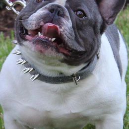 French Bulldogs from Hello Frenchies