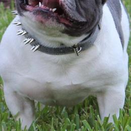French Bulldogs from Hello Frenchies